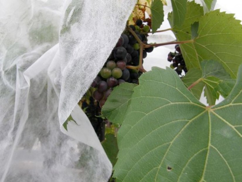 Netkaná Agro textílie Coverfol C17 - Rozměr: 10 x 1,6 m