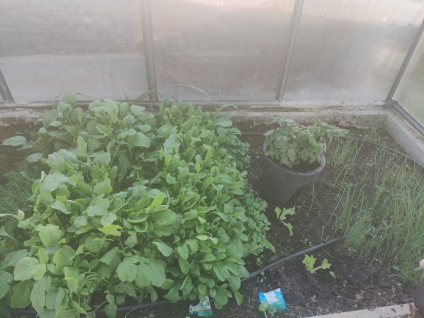 Kapkové zavlažování pro skleníky Drop - Rozměr: 4 m