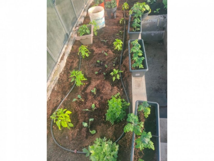 Kapkové zavlažování pro skleníky Drop - Rozměr: 4 m