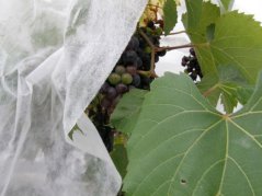Netkaná Agro textílie Coverfol C17